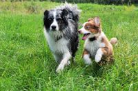 Zwei Welpen auf einer Wiese bei einem Welpenkurs an der Hundeschule Amperland in Landkreisen Fürstenfeldbruck und Umgebung