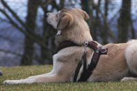 Ein Hund Liegt auf der Wiese beim Erziehungskurs an der Hundeschule Amperland und Umgebung